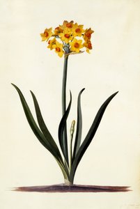 Narcissus by Georg Dionysius Ehret